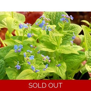 Brunnera macrophylla 'Dianes Gold'